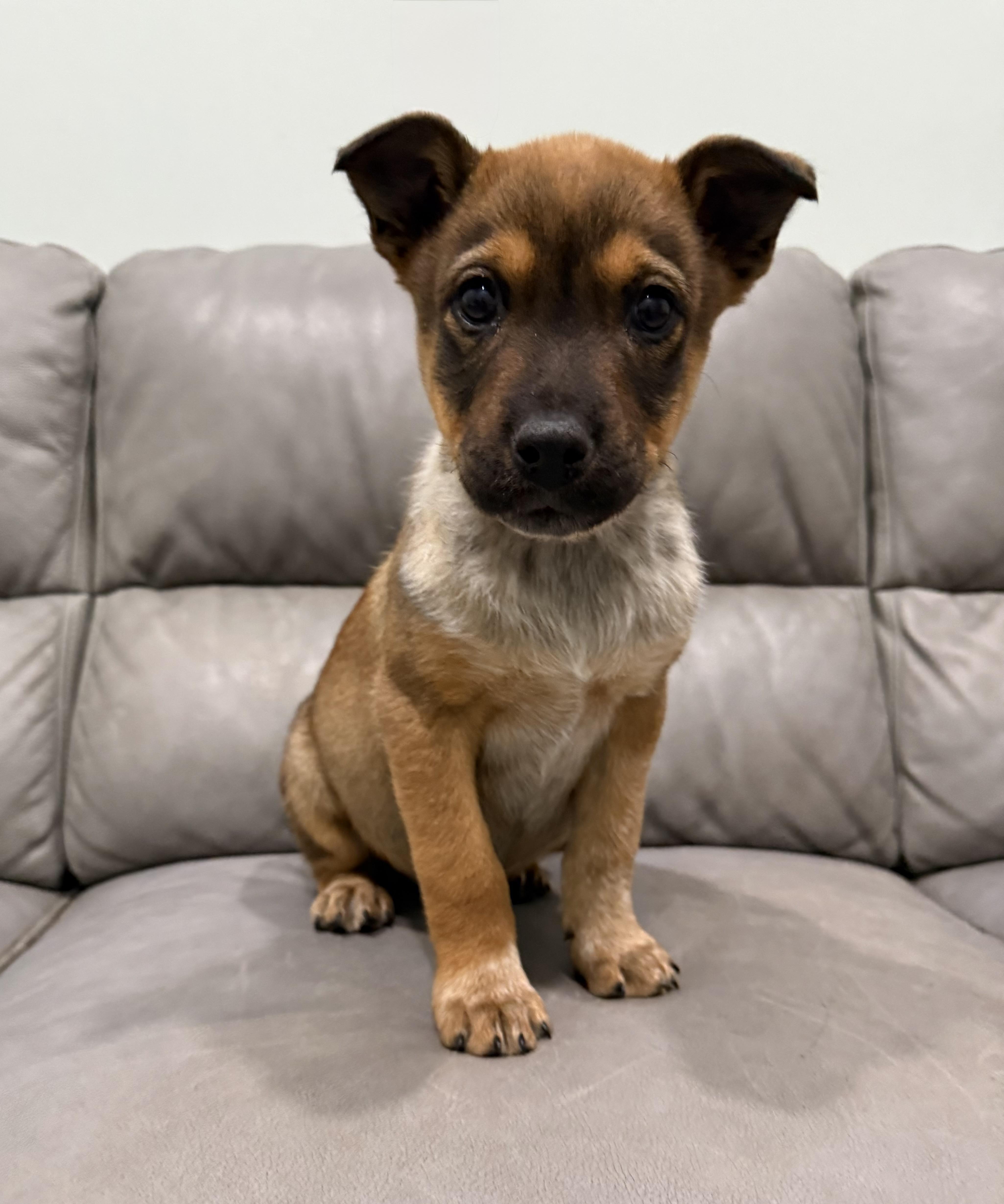 Puppies thumbnail 2