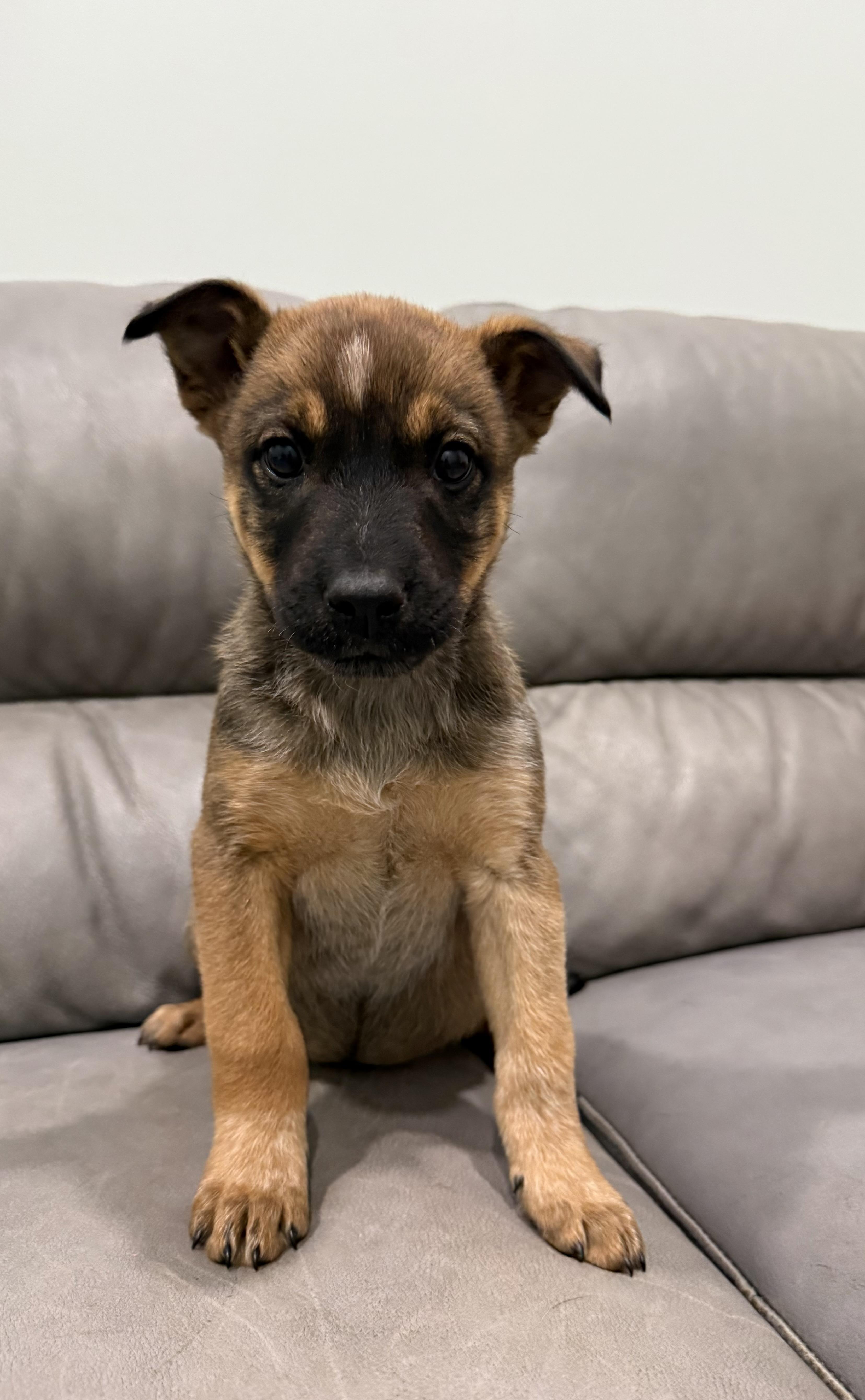 Puppies thumbnail 3