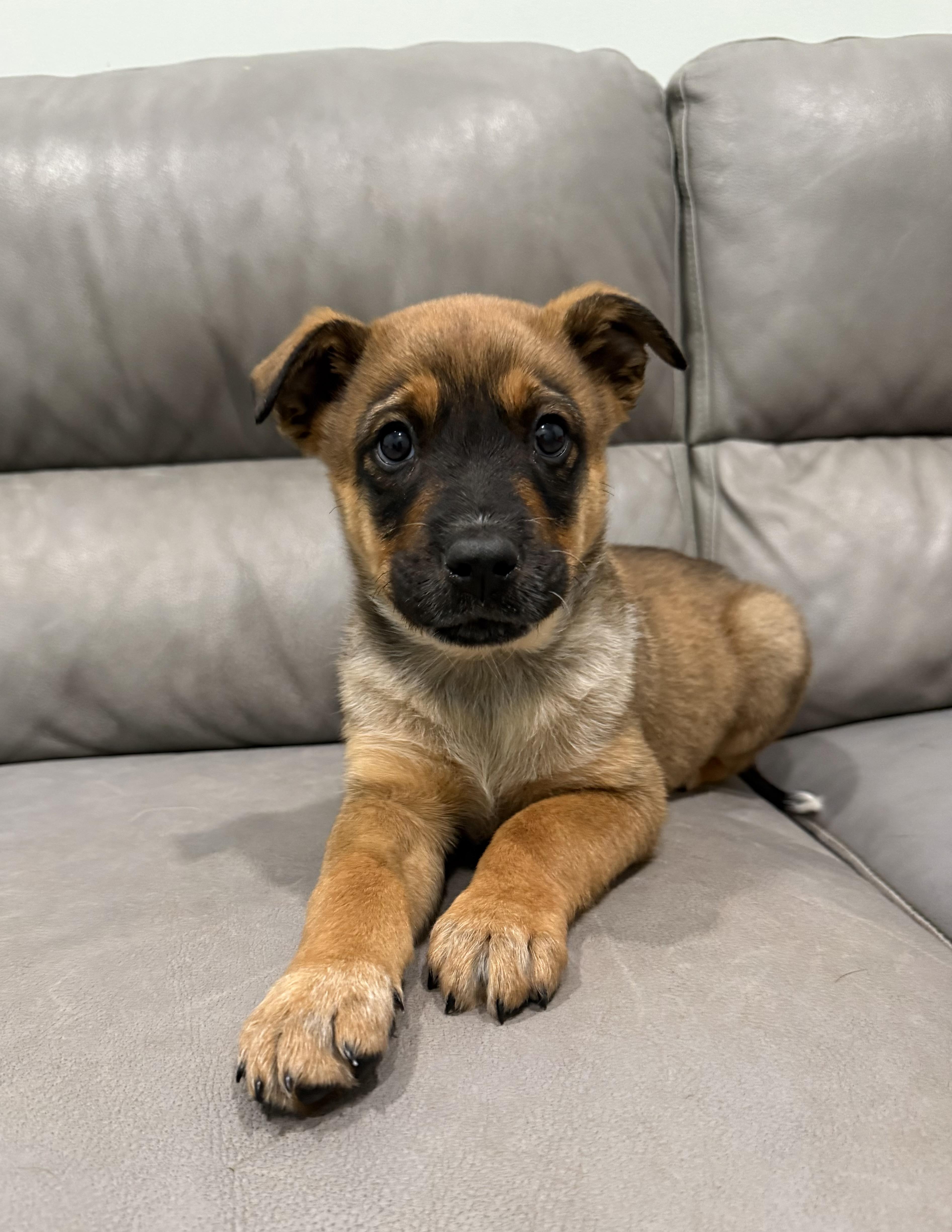 Puppies thumbnail 4