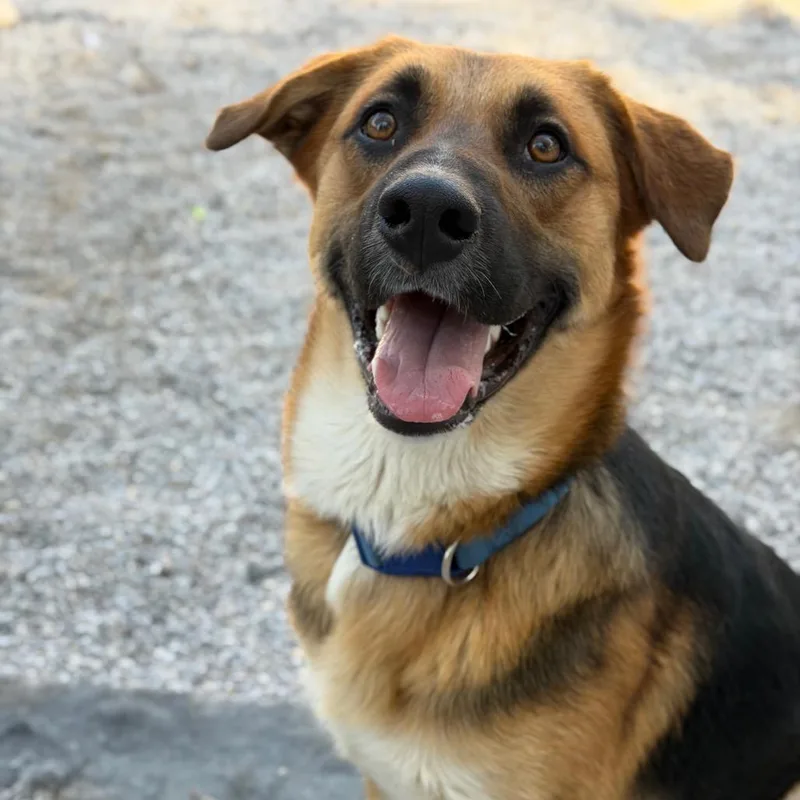 A young medium-sized male Black Shepherd dog named Hades for adoption in Mount Shasta, CA