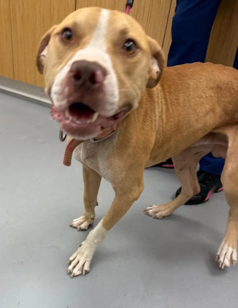 A young medium-sized male Pit Bull Terrier dog named Marlow for adoption in Hartsville, SC