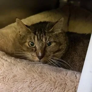 A senior extra large-sized male Domestic Short Hair cat named Norbit for adoption in Cumming, GA