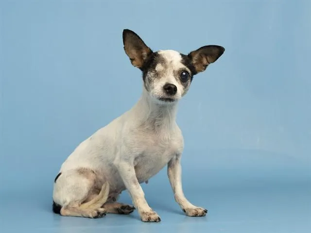 A senior small-sized female Chihuahua dog named Olive for adoption in Phoenix, AZ