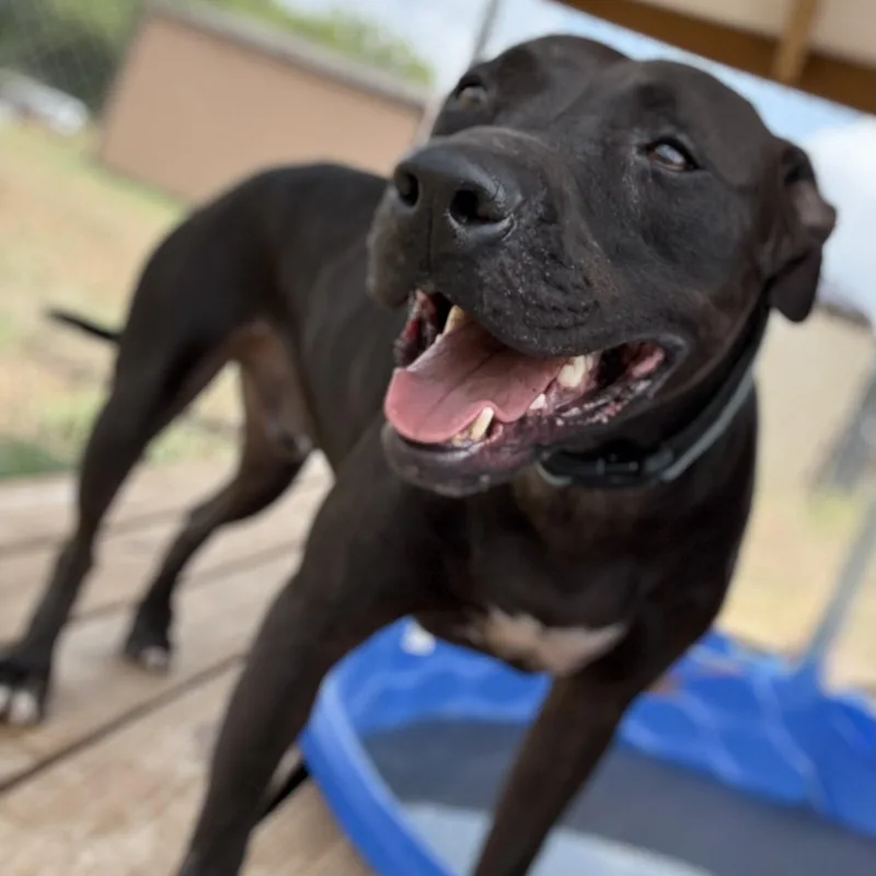 An adult medium-sized male Black Pit Bull Terrier dog named Grover for adoption in Justin, TX