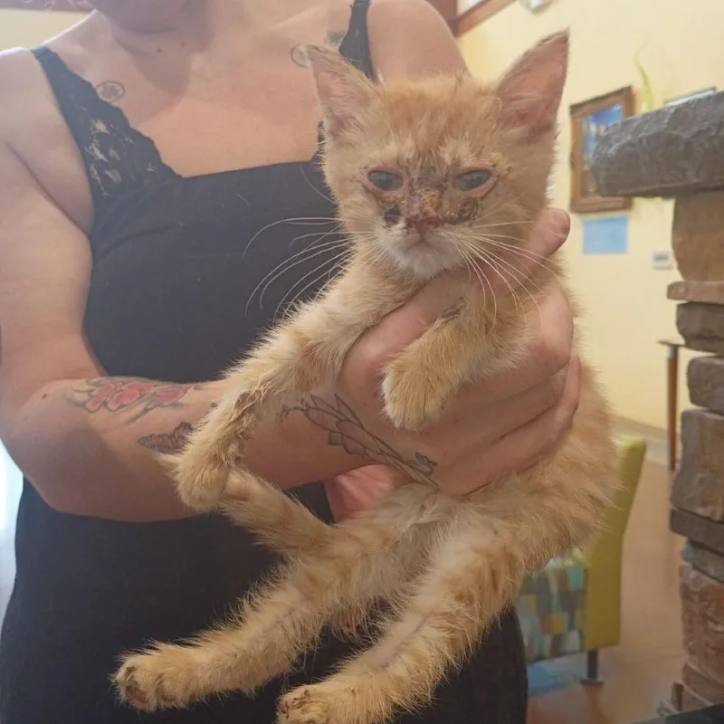 A baby small-sized female Orange / Red Domestic Short Hair cat named Nora for adoption in Lynchburg, VA