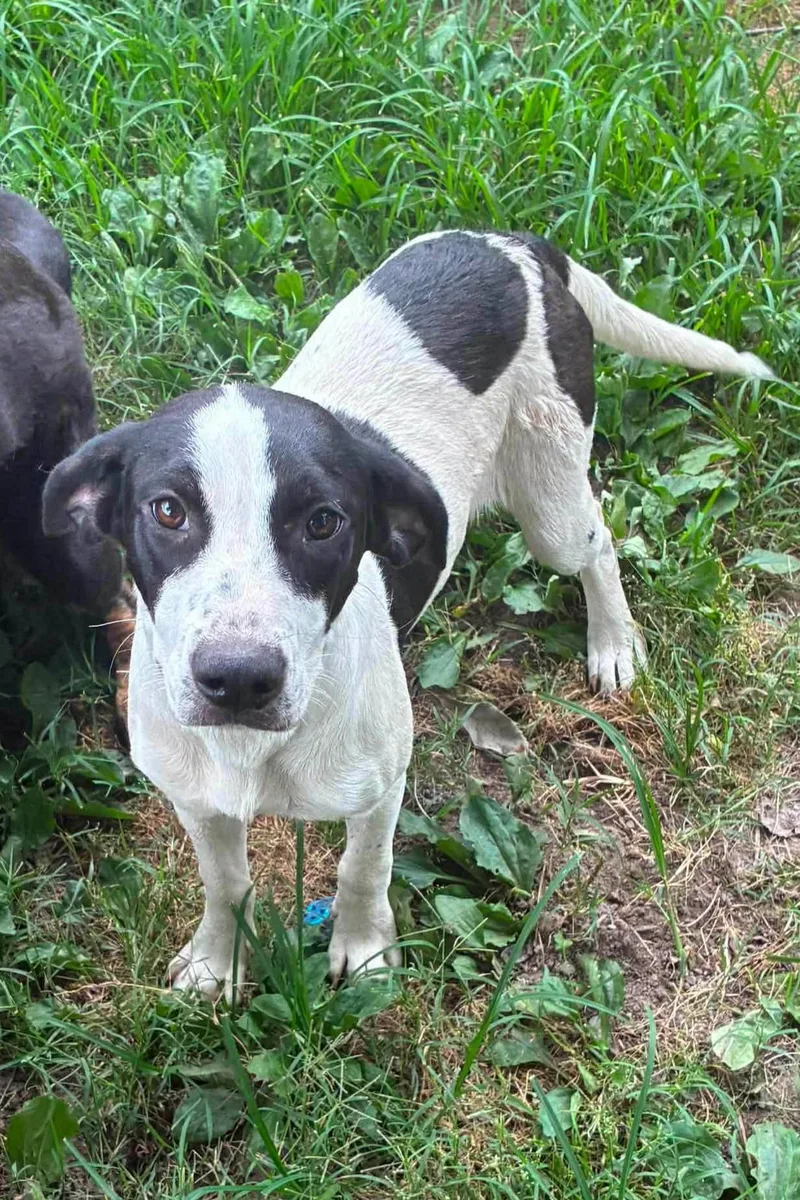 A young medium-sized female Black Hound dog named Mary for adoption in Elizabeth, IL