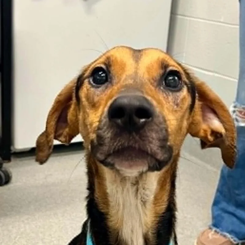 A young medium-sized female Mixed Breed dog named Romy for adoption in Moundsville, WV