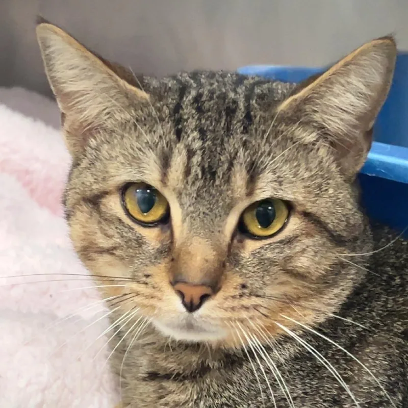 An adult large-sized male Brown / Chocolate Domestic Short Hair cat named Bishop for adoption in Fairmont, WV