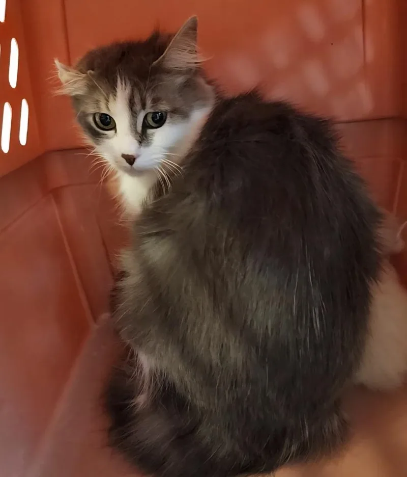A young medium-sized female Domestic Medium Hair cat named Dollar General for adoption in Rome, GA