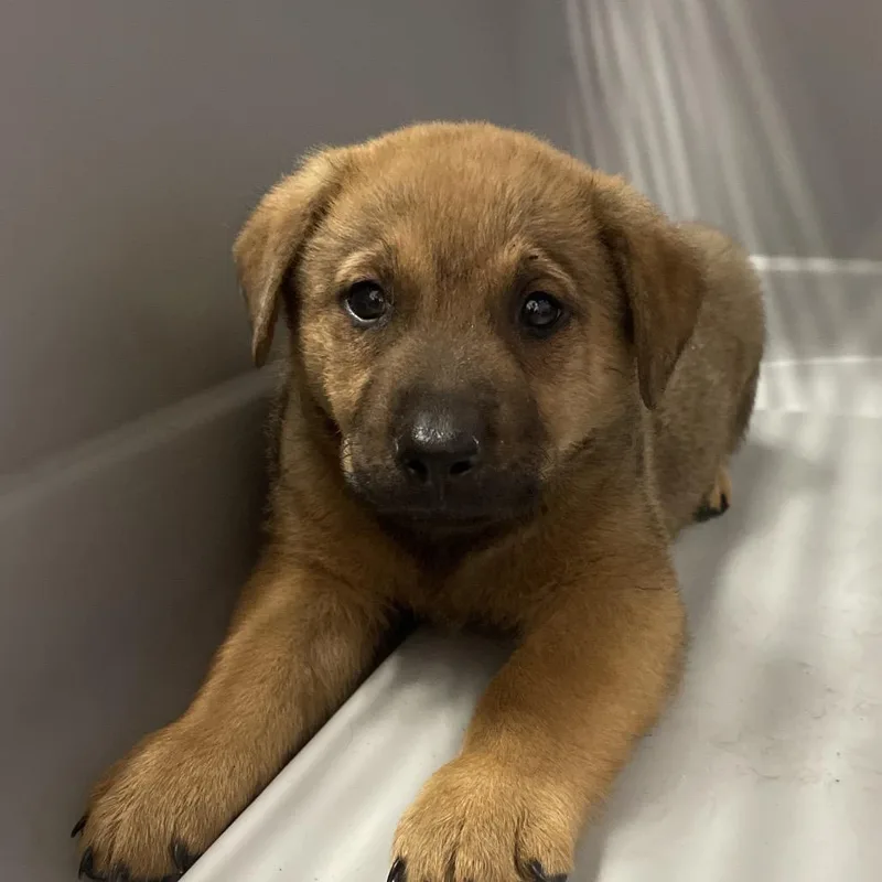 A baby small-sized male Brown / Chocolate Chocolate Labrador Retriever dog named Wemby for adoption in San Antonio, TX