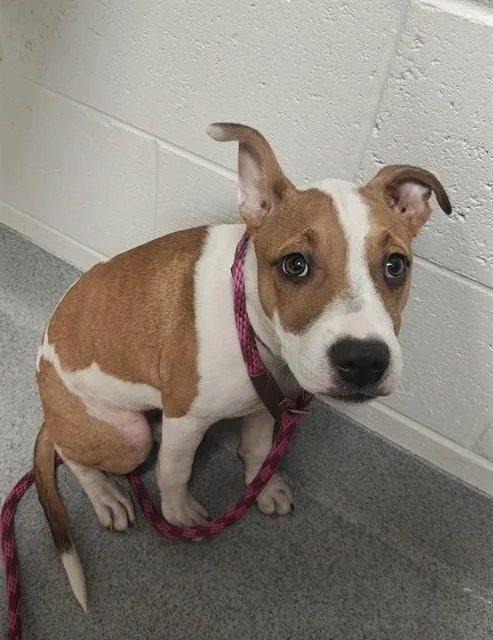 A young small-sized female Staffordshire Bull Terrier dog named A for adoption in Ocala, FL