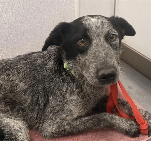 A young medium-sized male Australian Cattle Dog / Blue Heeler dog named Kai for adoption in Tucson, AZ