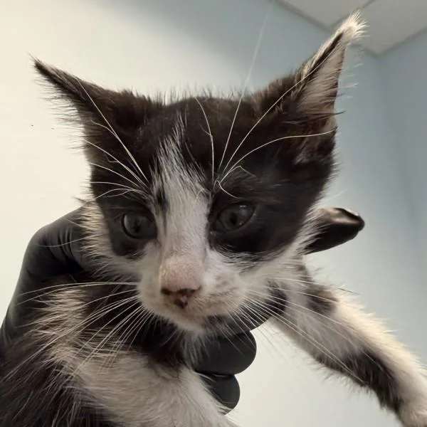 A baby small-sized female Domestic Short Hair cat named Morgan for adoption in San Diego, CA