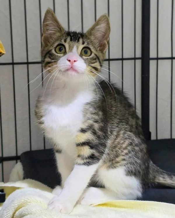 A baby small-sized female Domestic Short Hair cat named Opah for adoption in Novato, CA