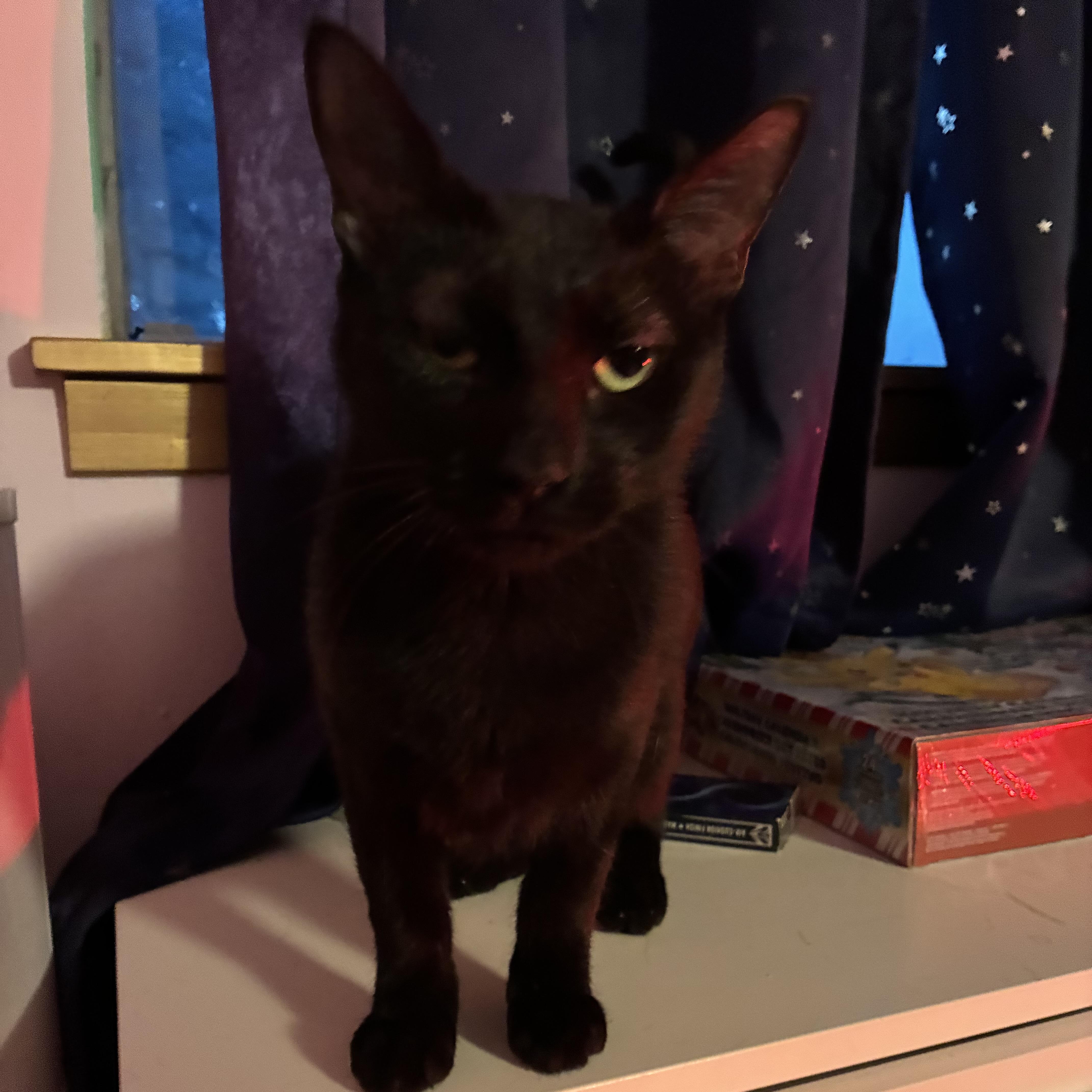 A young medium-sized female Black Bombay cat named Momma for adoption in Liverpool, TX