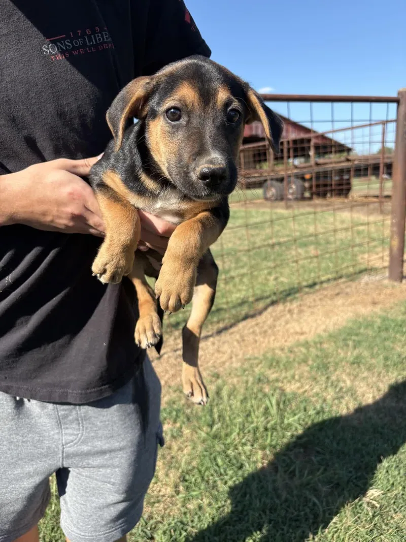 A baby medium-sized female Labrador Retriever dog named Chickadee for adoption in Zimmerman, MN