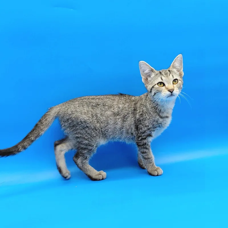 A baby medium-sized female Tabby (Brown / Chocolate) Domestic Short Hair cat named Credelio for adoption in Springfield, MO