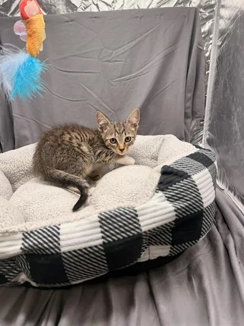 An adult small-sized male Domestic Short Hair cat named Alvin for adoption in Appling, GA