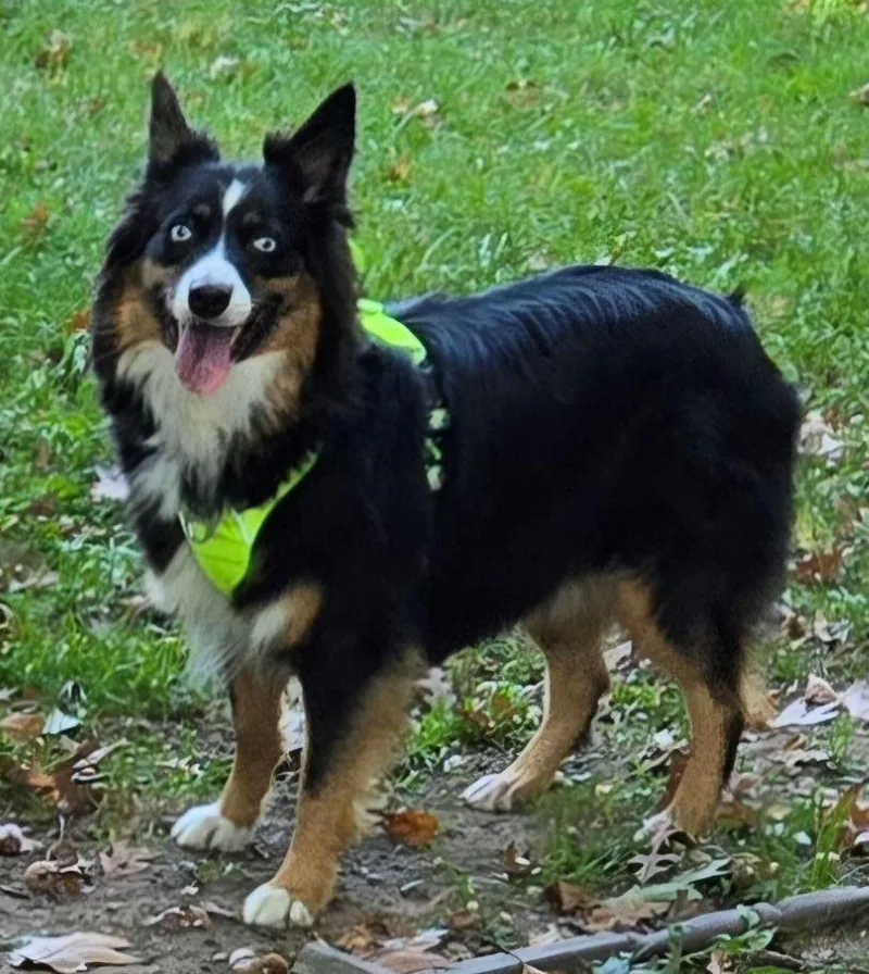 A young medium-sized female Tricolor (Brown, Black, & White) Australian Shepherd dog named Roxie for adoption in Ringwood, IL