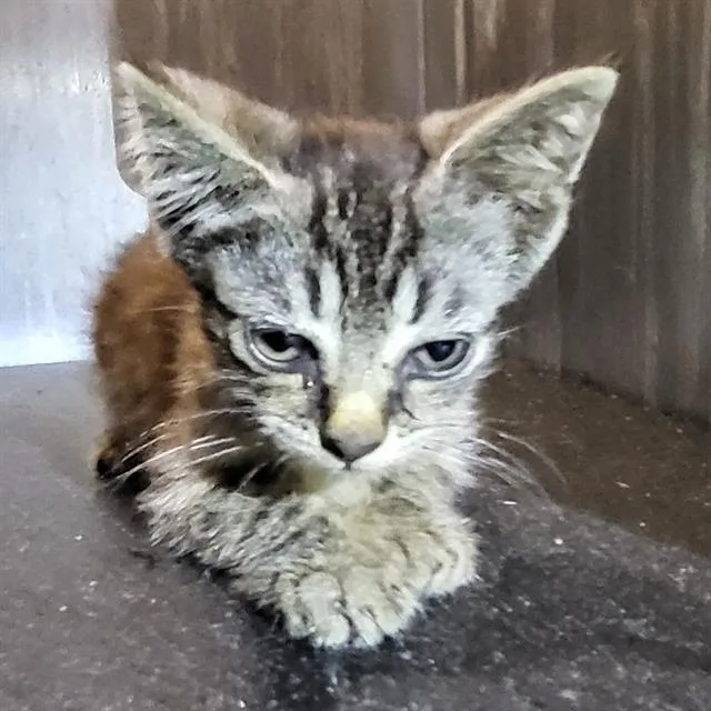 A baby small-sized male Domestic Short Hair cat named Doby for adoption in San Antonio, TX