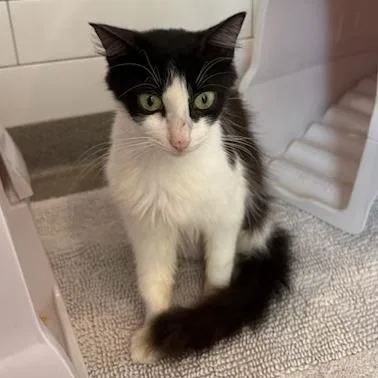 An adult small-sized female White Domestic Medium Hair cat named Penny for adoption in Jupiter, FL