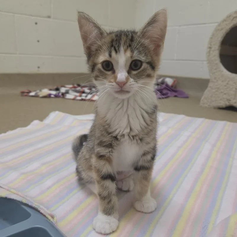 A baby medium-sized female White Domestic Short Hair cat named Rover for adoption in Plover, WI