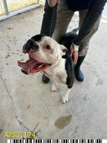 An adult large-sized female Mixed Breed dog named Mocha for adoption in West Palm Beach, FL