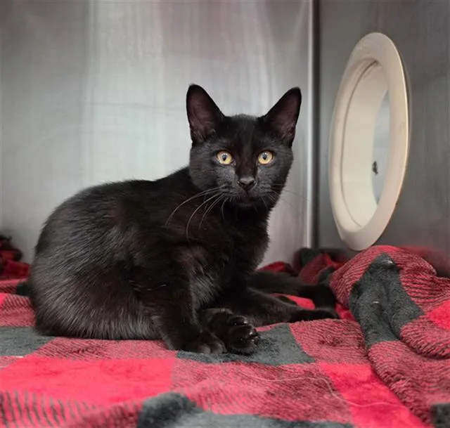 A young small-sized male Domestic Short Hair cat named Terry for adoption in Fort Walton Beach, FL