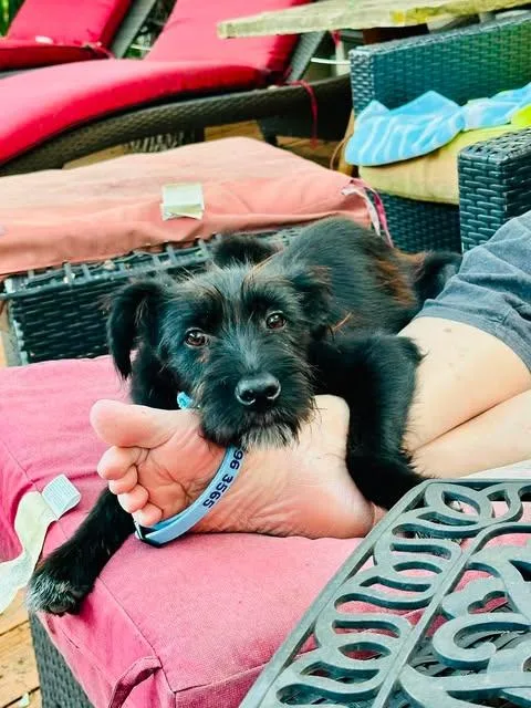 A baby small-sized female Black Terrier dog named Pepper for adoption in Vernon, CT