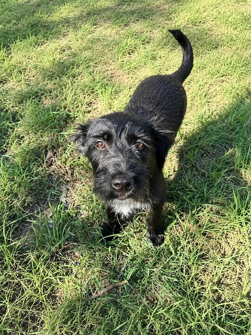Pepper thumbnail 3
