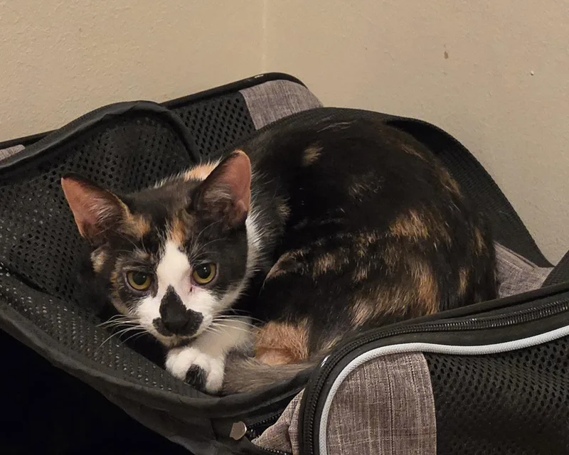 A young medium-sized female Calico cat named Dana for adoption in Boynton Beach, FL