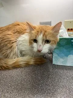 An adult large-sized male Domestic Medium Hair cat named Knox for adoption in South Bend, IN