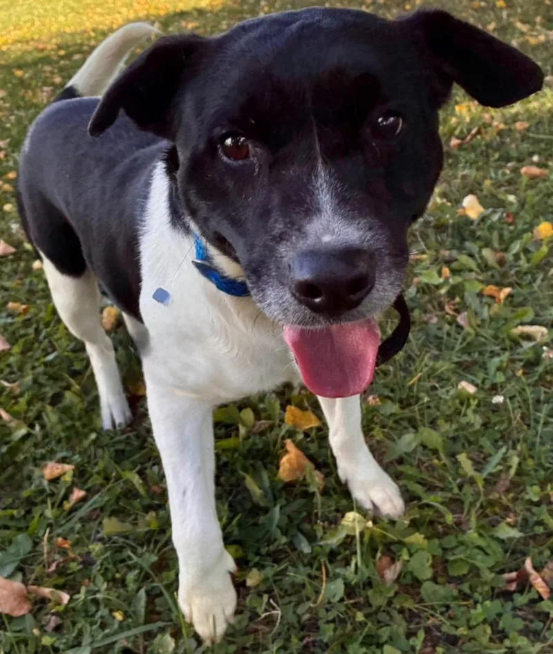 An adult medium-sized male Retriever dog named Coyote for adoption in Sandusky, OH