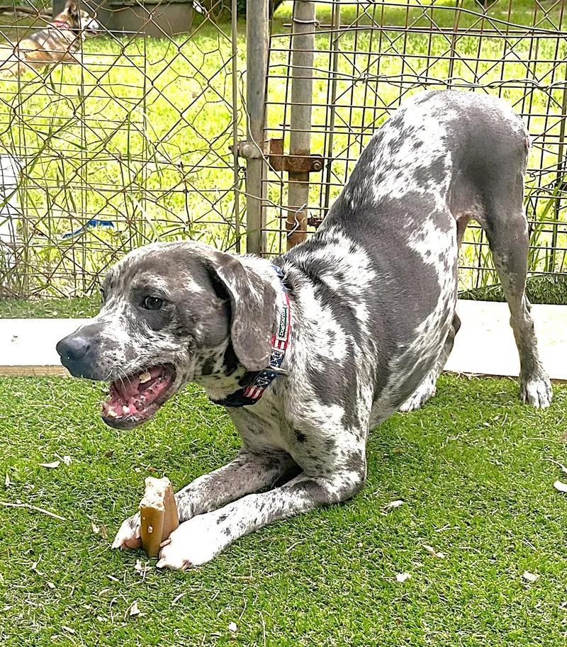 A young small-sized male Catahoula Leopard Dog dog named Ryder for adoption in Godley, TX