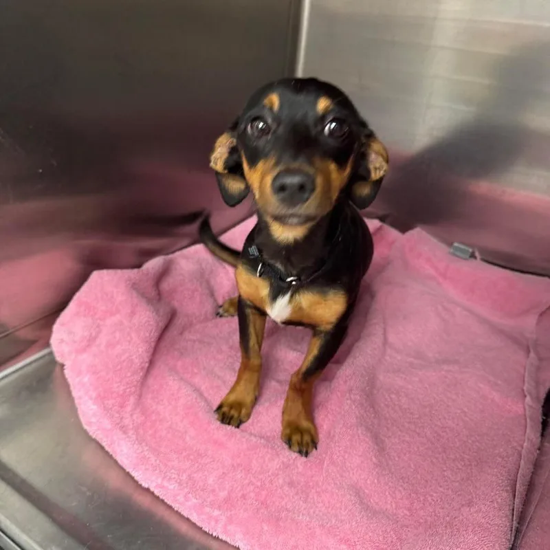 A young small-sized male Black Dachshund dog named Bark Vader for adoption in Fredericksburg, VA