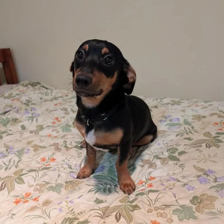 Bark Vader thumbnail 2