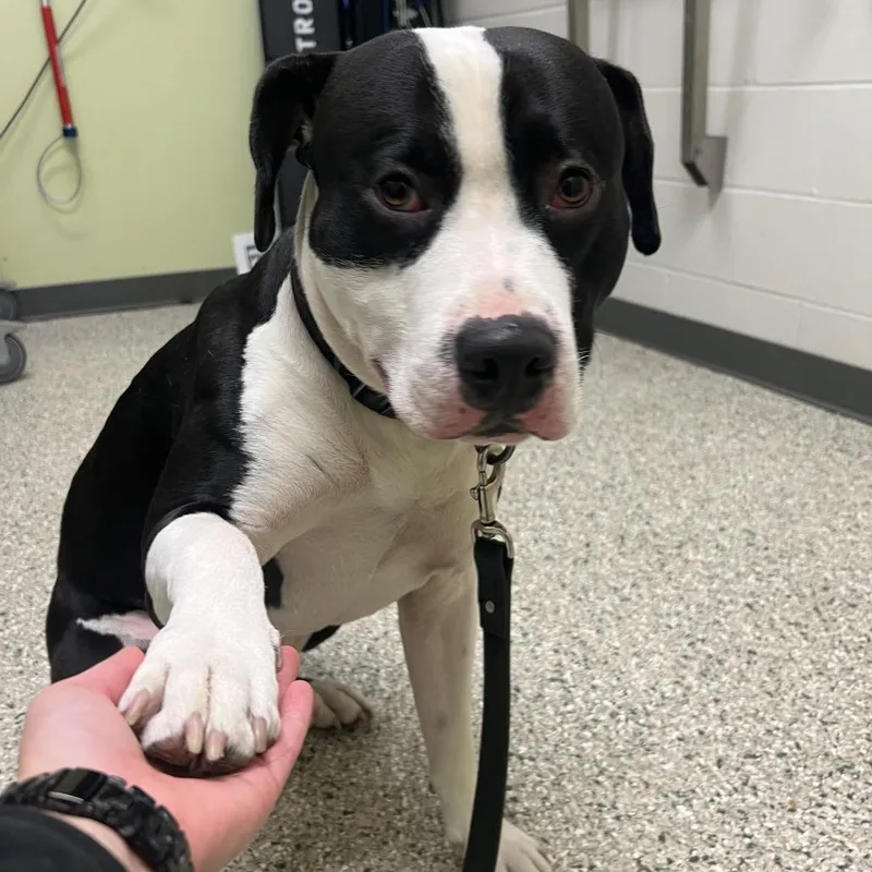 An adult large-sized male Black Pit Bull Terrier dog named Queso for adoption in Cedar Rapids, IA
