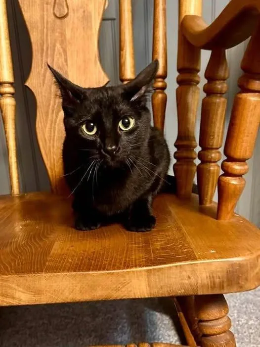 A young medium-sized female Domestic Medium Hair cat named Nimshi for adoption in Libertyville, IL