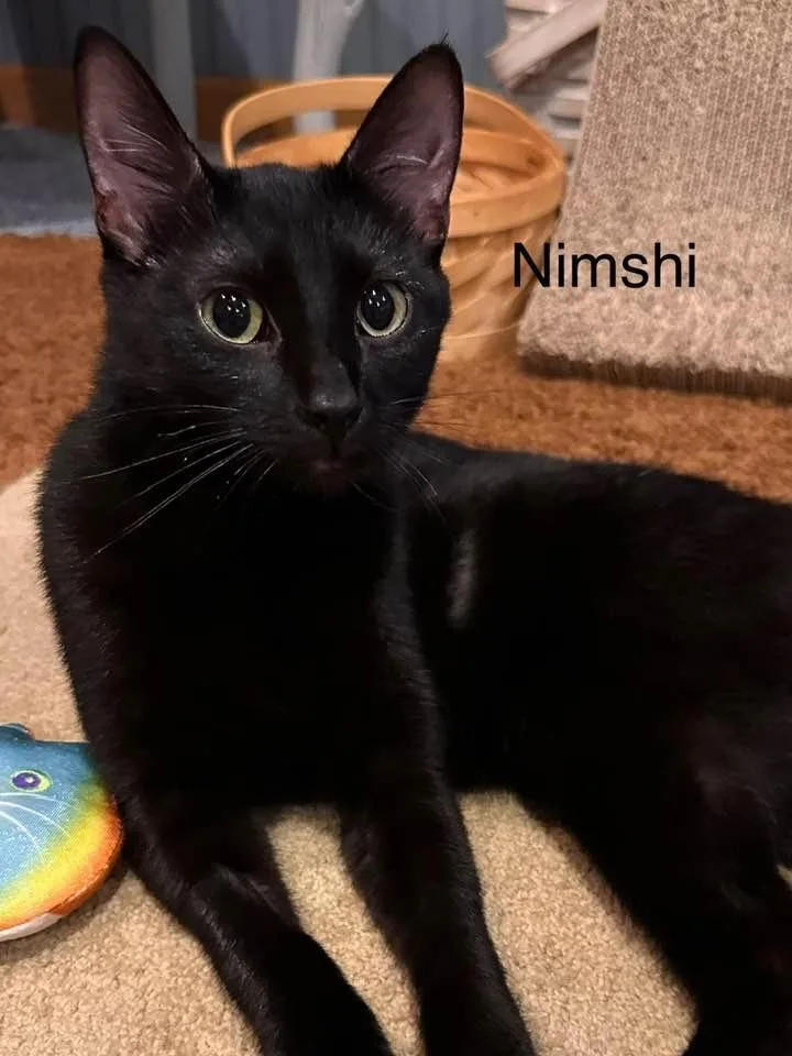 Nimshi thumbnail 5