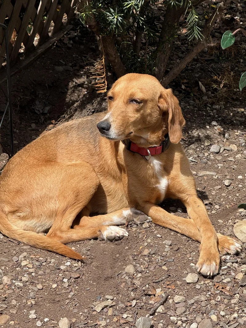 An adult medium-sized female Yellow / Tan / Blond / Fawn Hound dog named Sadie Adult Foxhound Gentle for adoption in Charlottesville, VA