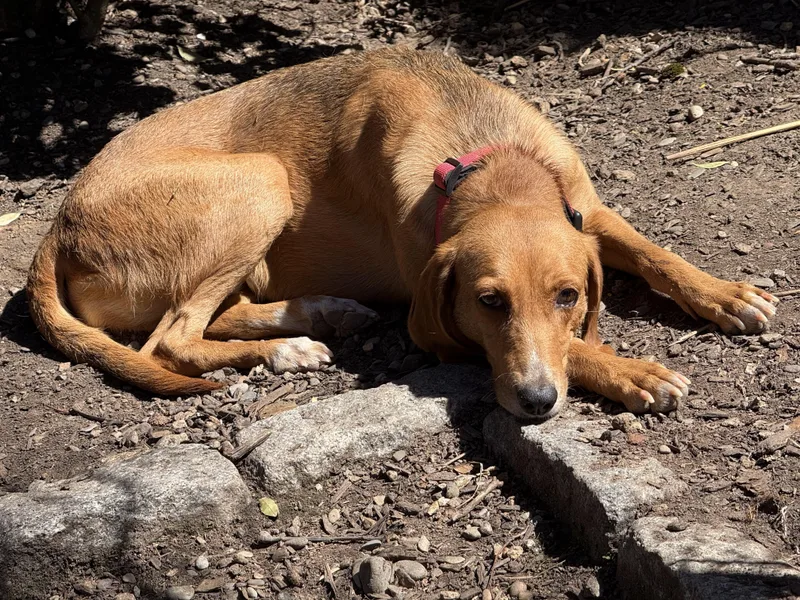 Sadie Adult Foxhound Gentle thumbnail 3