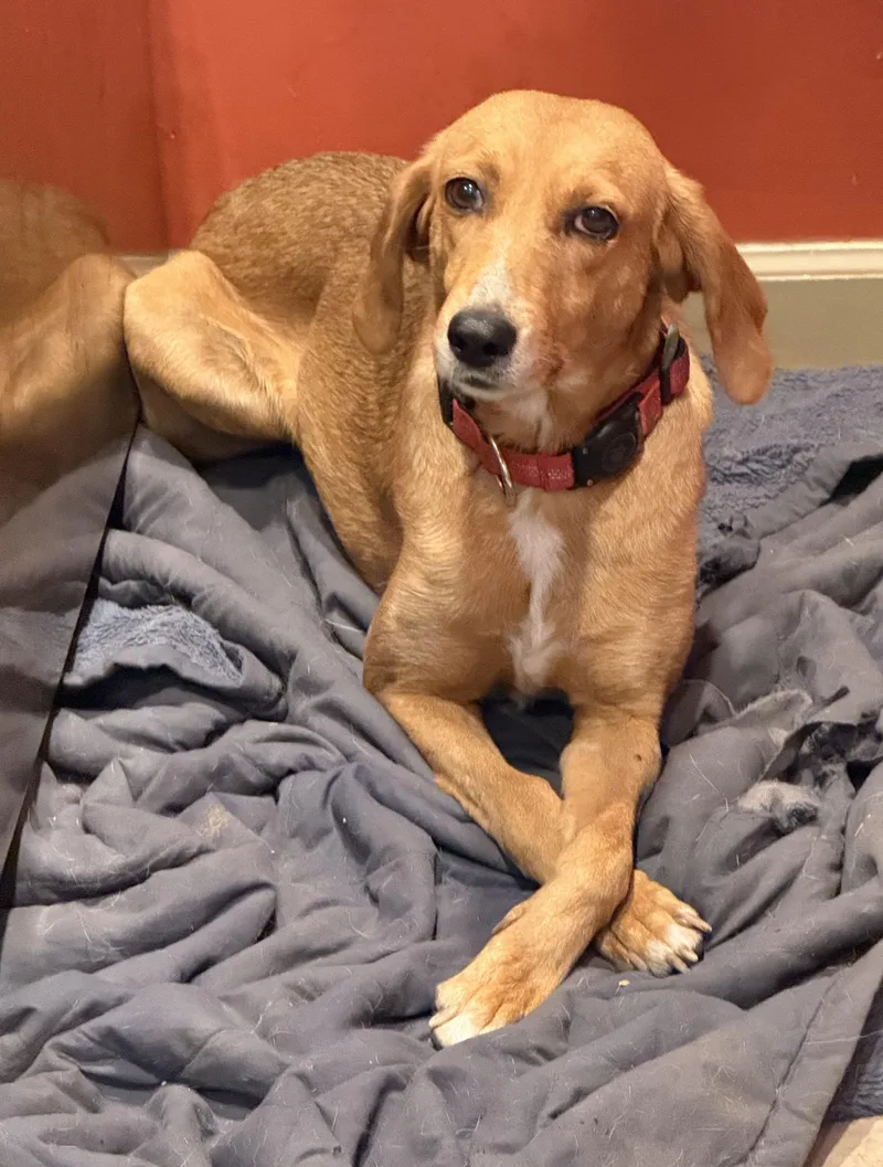 Sadie Adult Foxhound Gentle thumbnail 4