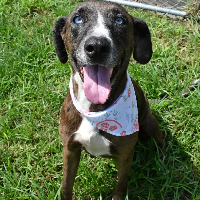 An adult medium-sized female Catahoula Leopard Dog dog named Laurie for adoption in Beaumont, TX