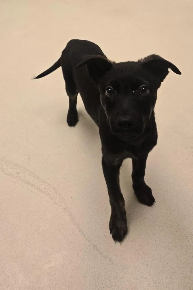 A baby small-sized female Setter dog named Electra for adoption in Kalamazoo, MI