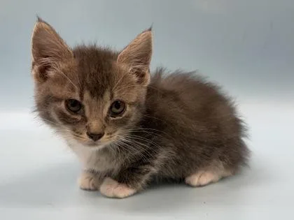 A baby small-sized female Domestic Short Hair cat named Napheesa for adoption in Woodbury, MN