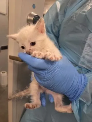 A baby small-sized female Domestic Short Hair cat named Toodle for adoption in Fresno, CA