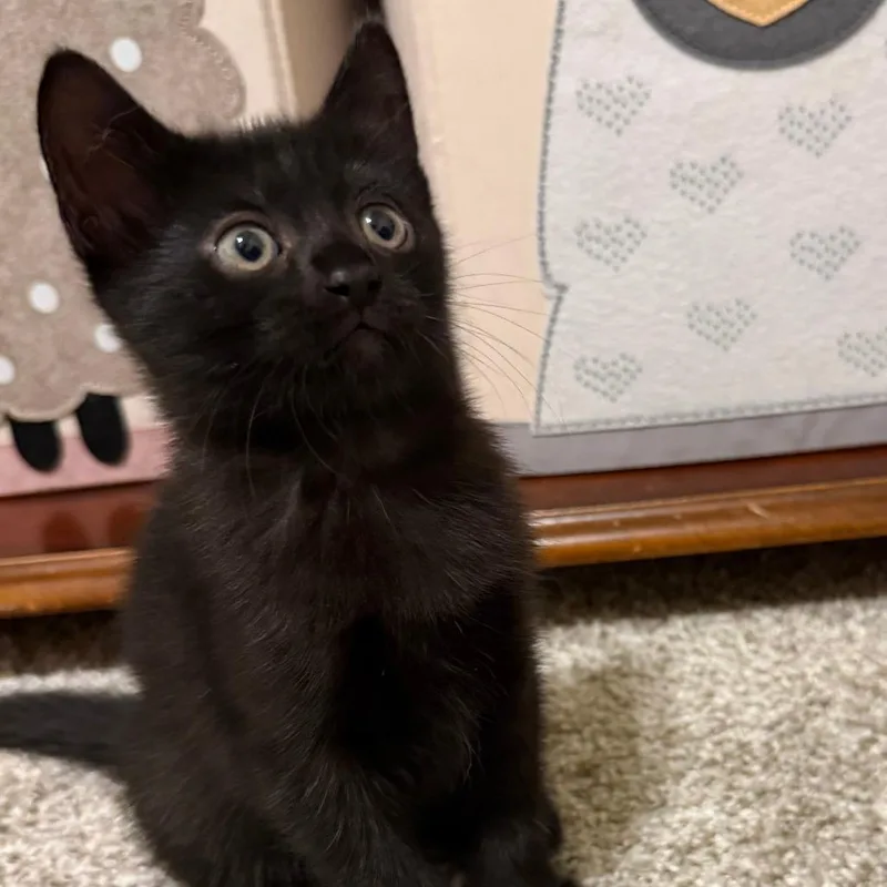 A baby small-sized female Domestic Short Hair cat named Love for adoption in Cumming, GA