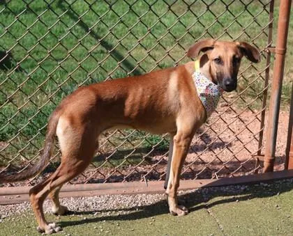 A young medium-sized female Mixed Breed dog named Eileen for adoption in Athens, GA