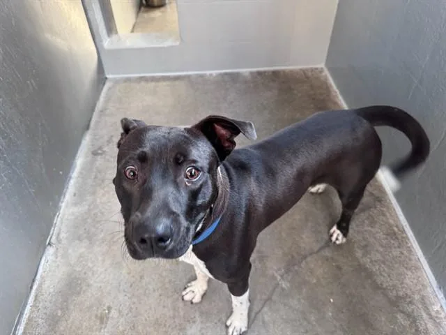 A young medium-sized male Pit Bull Terrier dog named Dubs for adoption in Santa Monica, CA