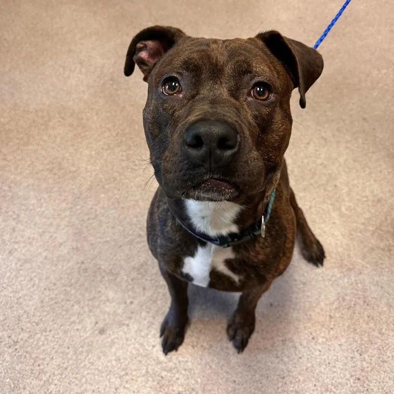 An adult large-sized male Pit Bull Terrier dog named Milo for adoption in Conway, NH